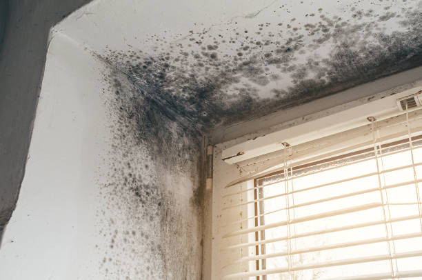 Affordable Hvac And Air Duct Mold Remediation solutions in Louisville, IL